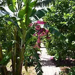 Lemon Garden Bed & Breakfast