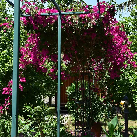 Lemon Garden B&B Çıralı