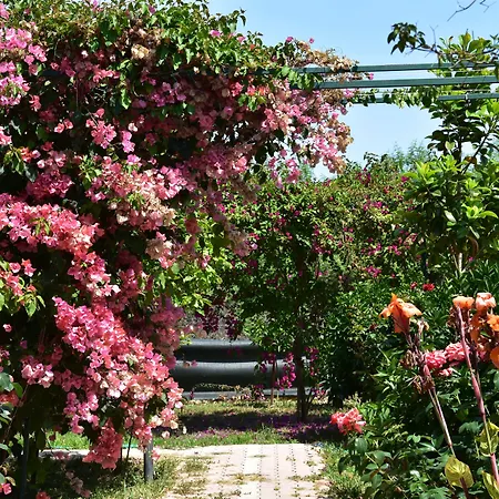 Lemon Garden לינה וארוחת בוקר