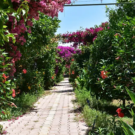 Lemon Garden