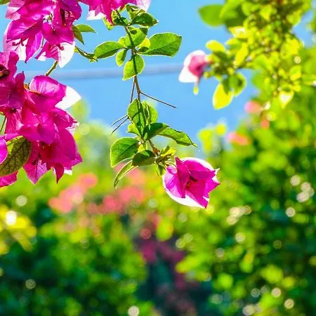 Bed & Breakfast Lemon Garden Çıralı