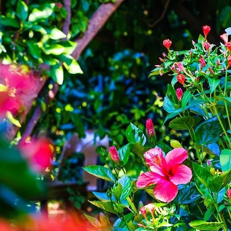Bed & Breakfast Lemon Garden