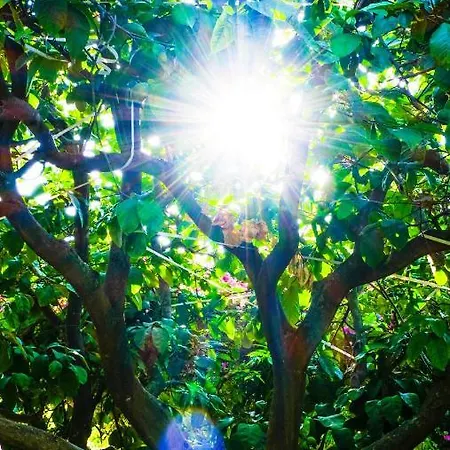 Lemon Garden Bed & Breakfast Çıralı