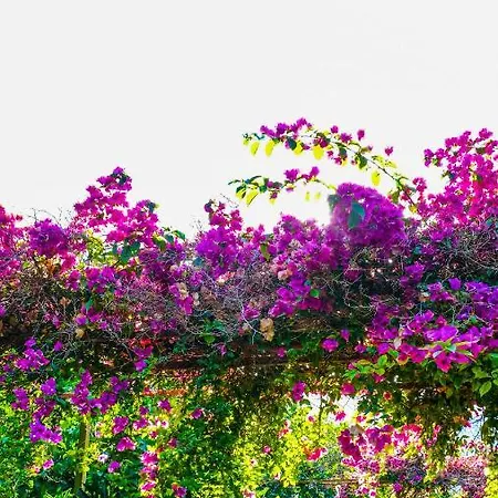 Lemon Garden Bed & Breakfast
