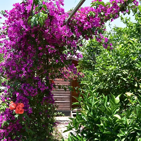 Lemon Garden