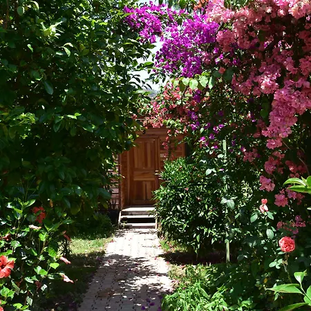Lemon Garden