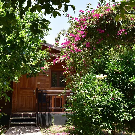 Lemon Garden
