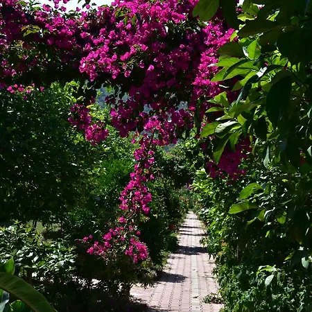 Bed and Breakfast Lemon Garden Çıralı