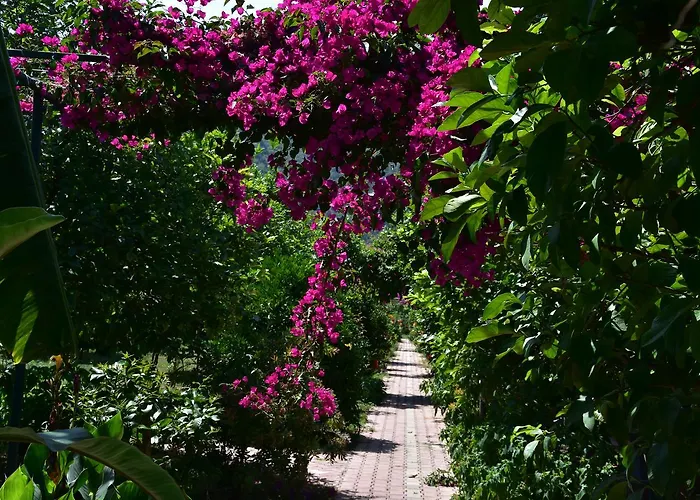 Alojamento de Acomodação e Pequeno-almoço Lemon Garden Çıralı