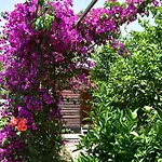 Lemon Garden